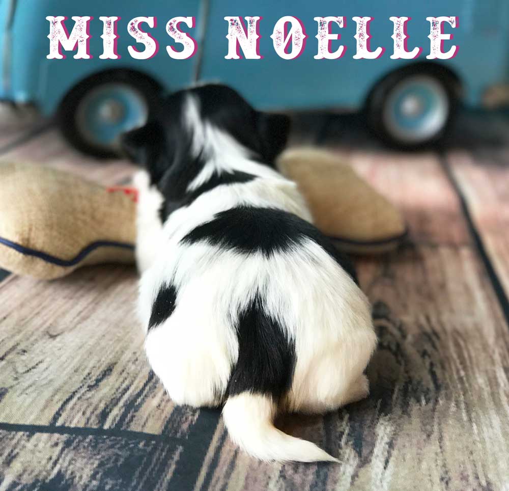 Available Biewer Puppy Miss Noelle