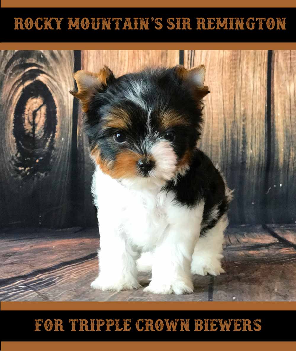 Rocky Mountain's Sir Remington