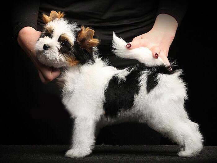 SIR COMET CLUB LEO BINARY