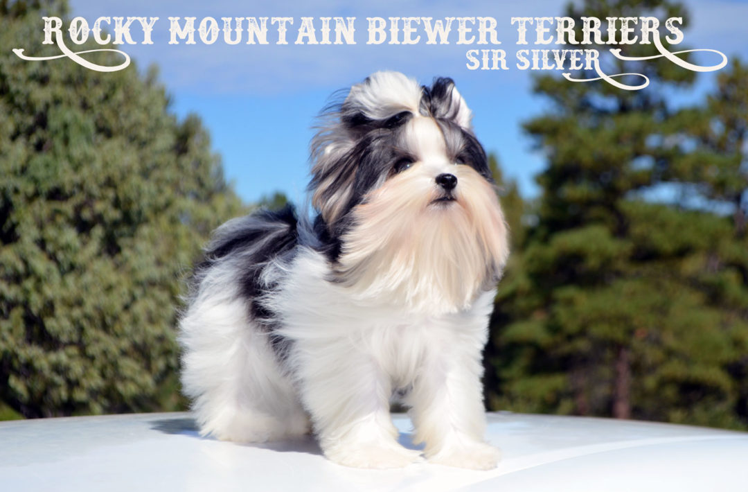 Biewer Puppy Sir Silver