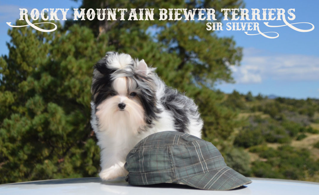 Biewer Puppy Sir Silver
