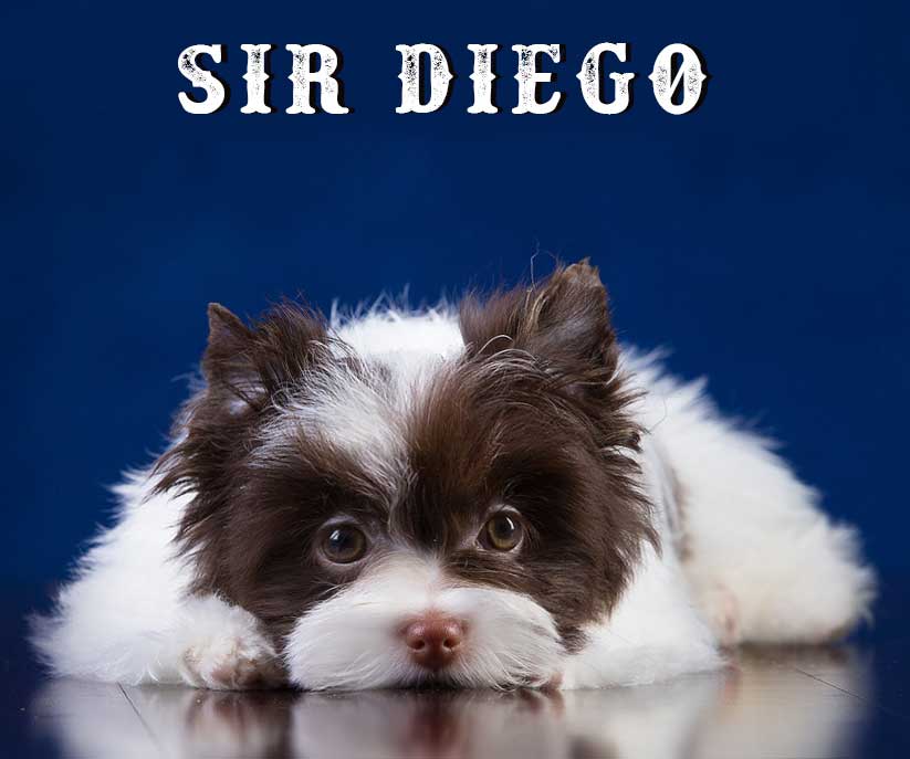 Available Chocolate Biewer Yorkie Sir Diego