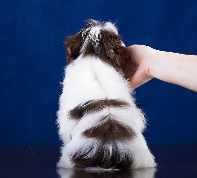 Available Chocolate Biewer Yorkie Sir Diego