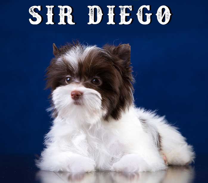Available Chocolate Biewer Yorkie Sir Diego