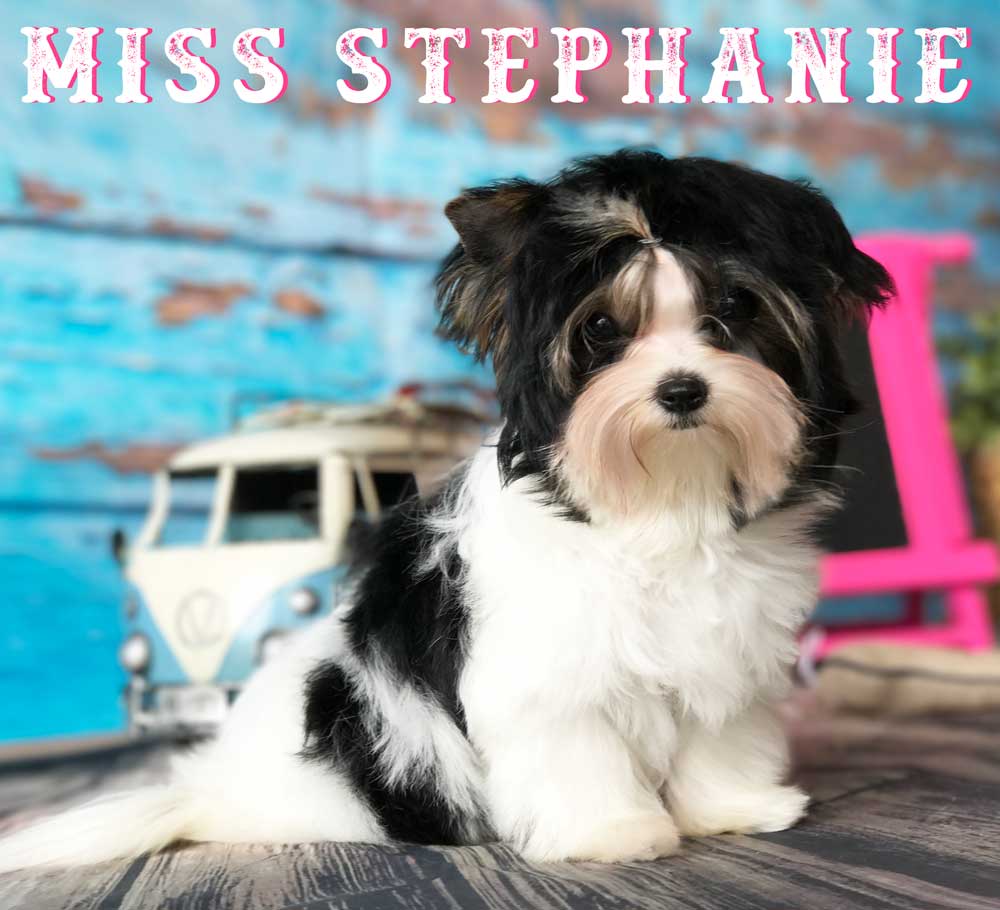 Biewer Puppy Miss Stephanie