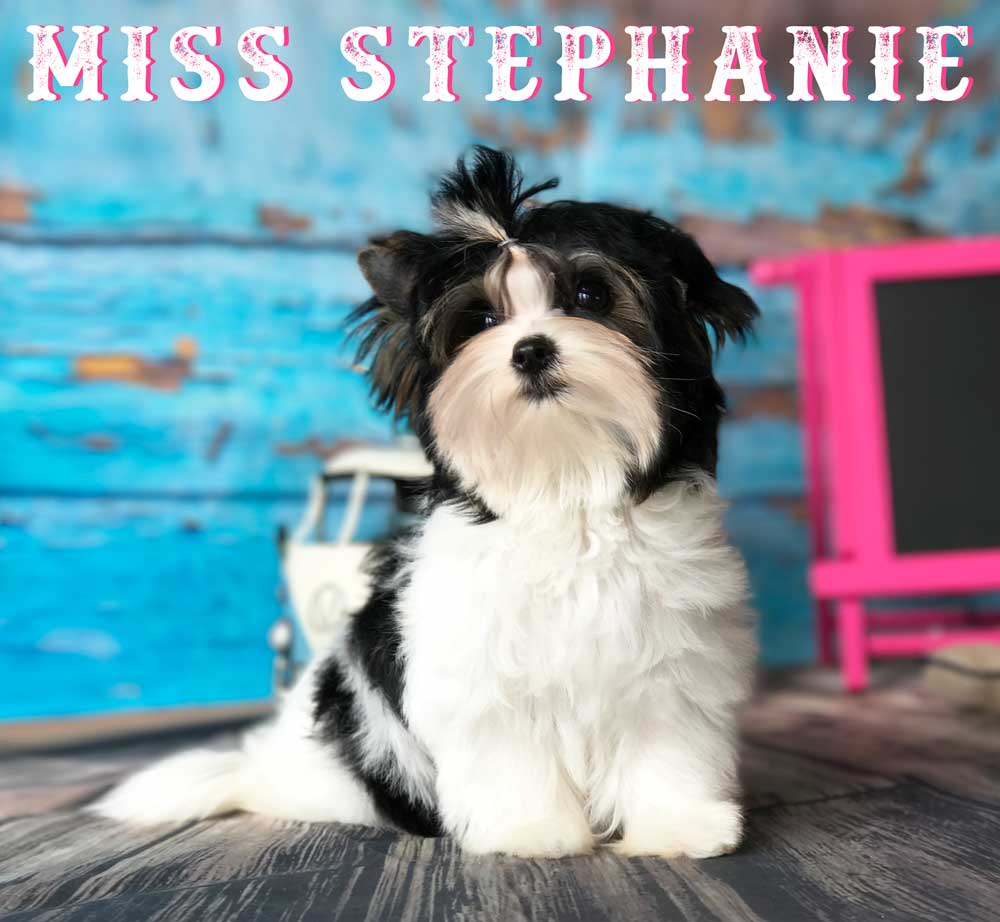 Biewer Puppy Miss Stephanie