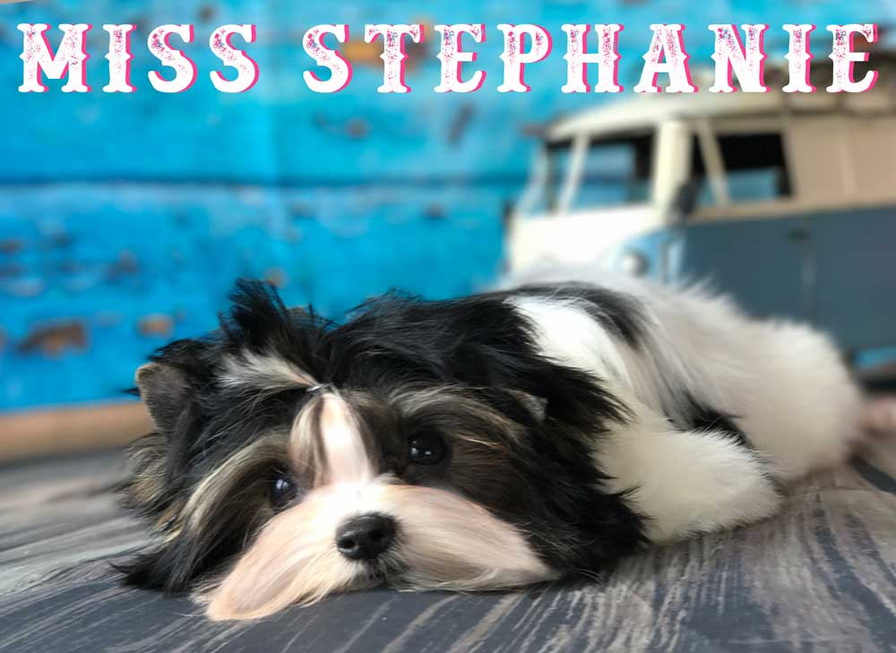 Miss Stephanie