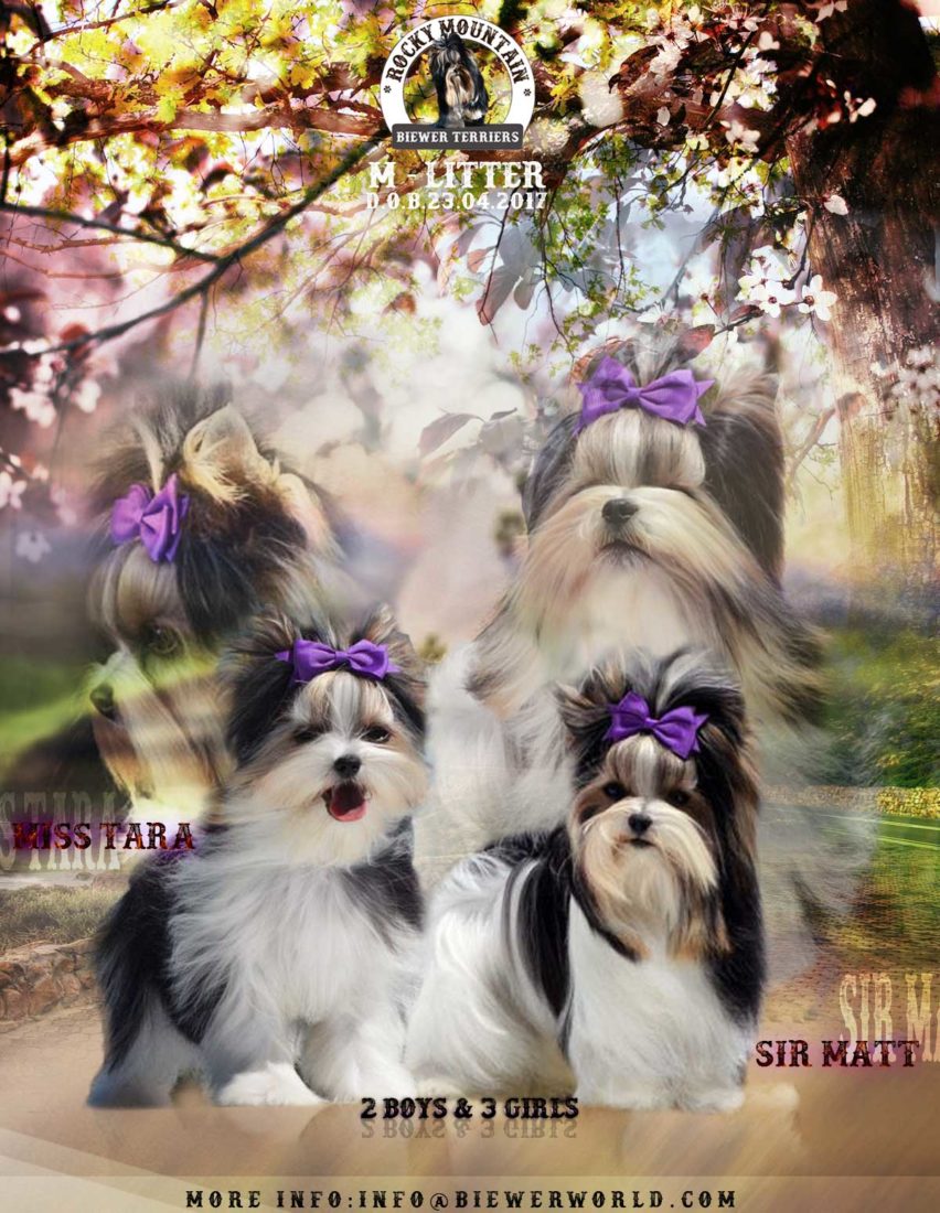 Available Biewer Puppy Sir Matthew