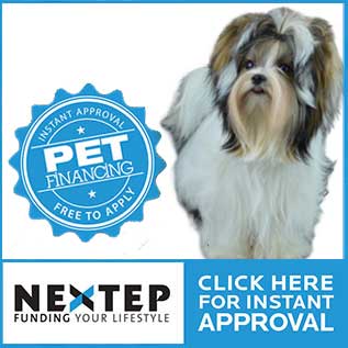 financing your Biewer Puppy