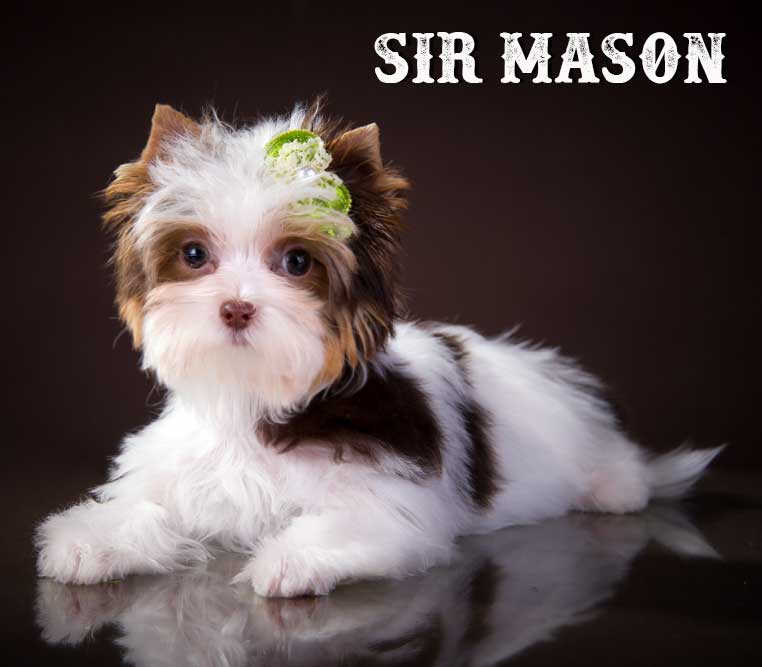 Chocolate Biewer Mini Puppy Sir Mason