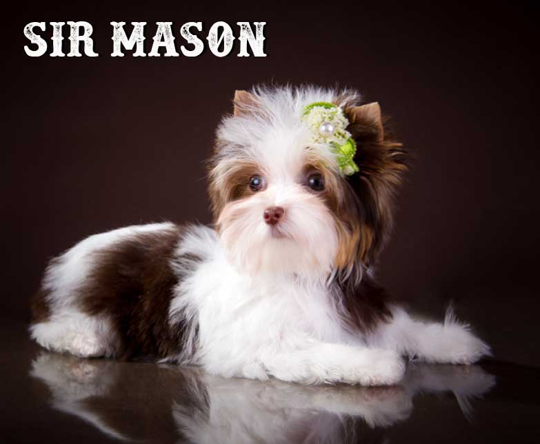 Chocolate Biewer Mini Puppy Sir Mason
