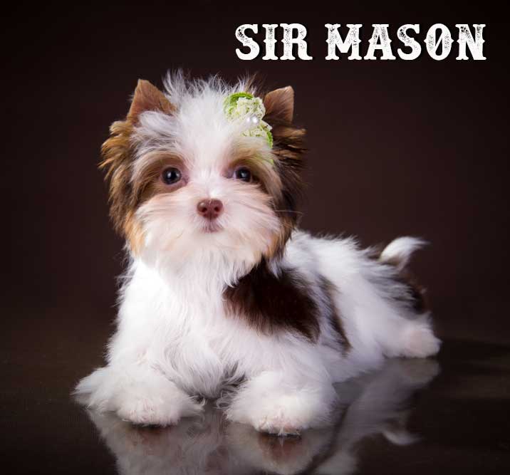Chocolate Biewer Mini Puppy Sir Mason