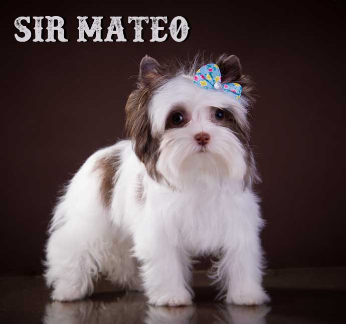 Chocolate Biewer Mini Puppy Sir Mateo
