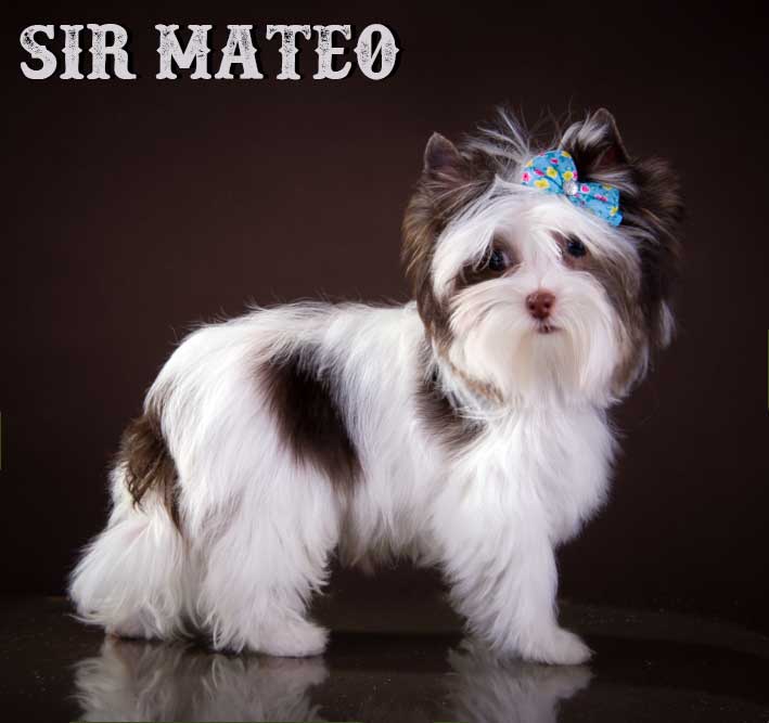 Chocolate Biewer Mini Puppy Sir Mateo