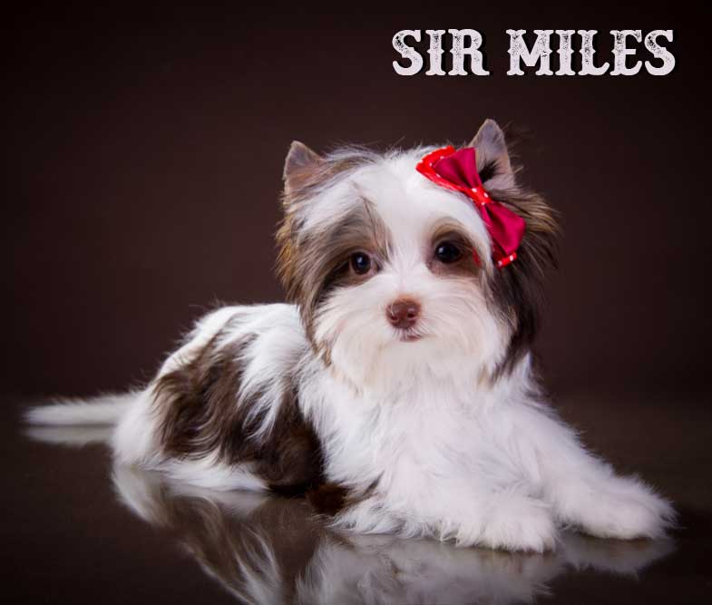 Chocolate Biewer Mini Puppy Sir Miles