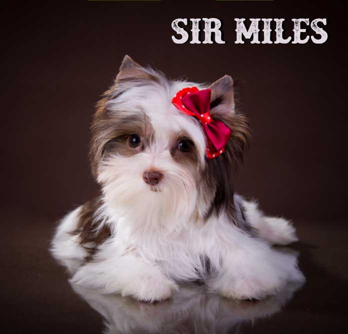 Chocolate Biewer Mini Puppy Sir Miles