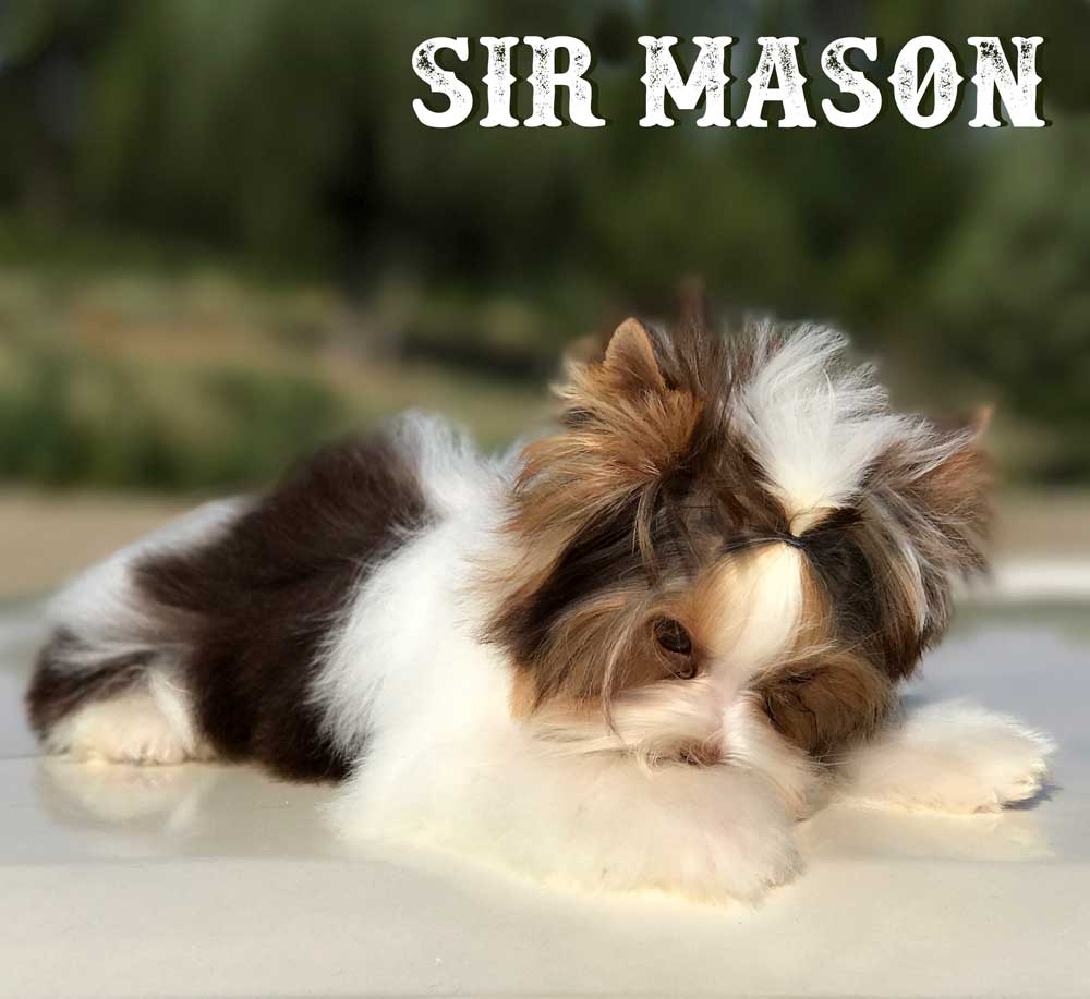 Sir Mason Chocolate Biewer Puppy