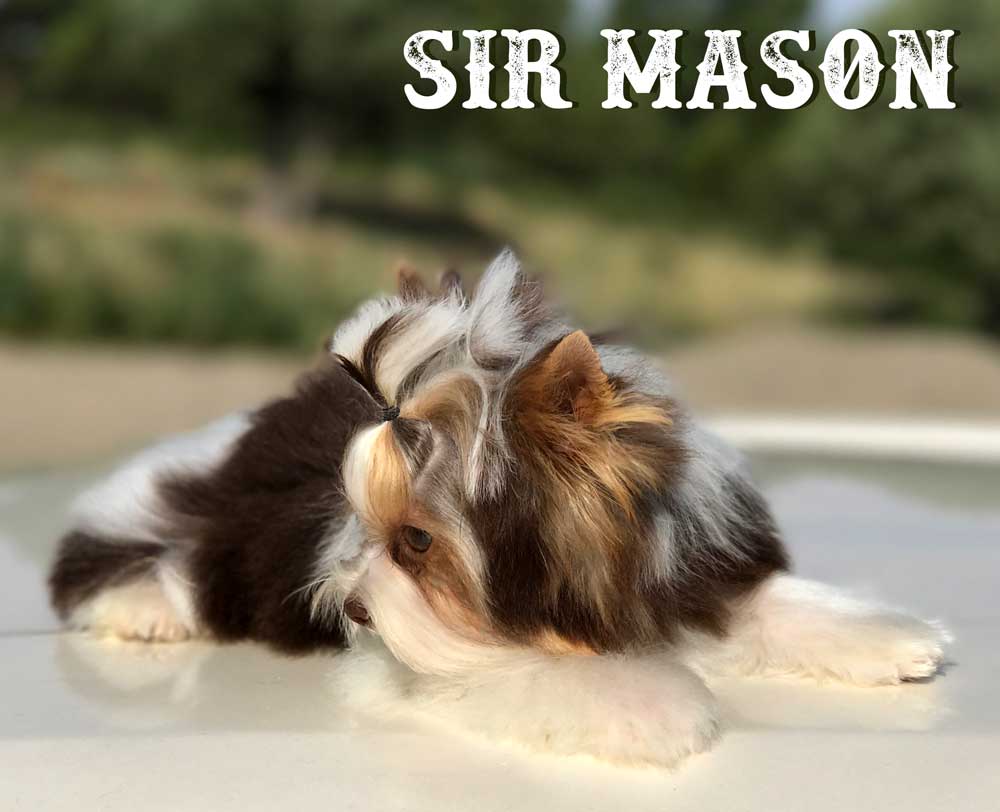 Sir Mason Chocolate Biewer Puppy