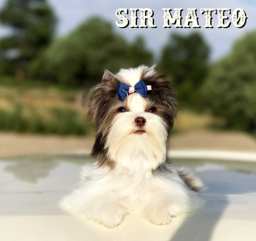 Sir Mateo Chocolate Biewer Puppy
