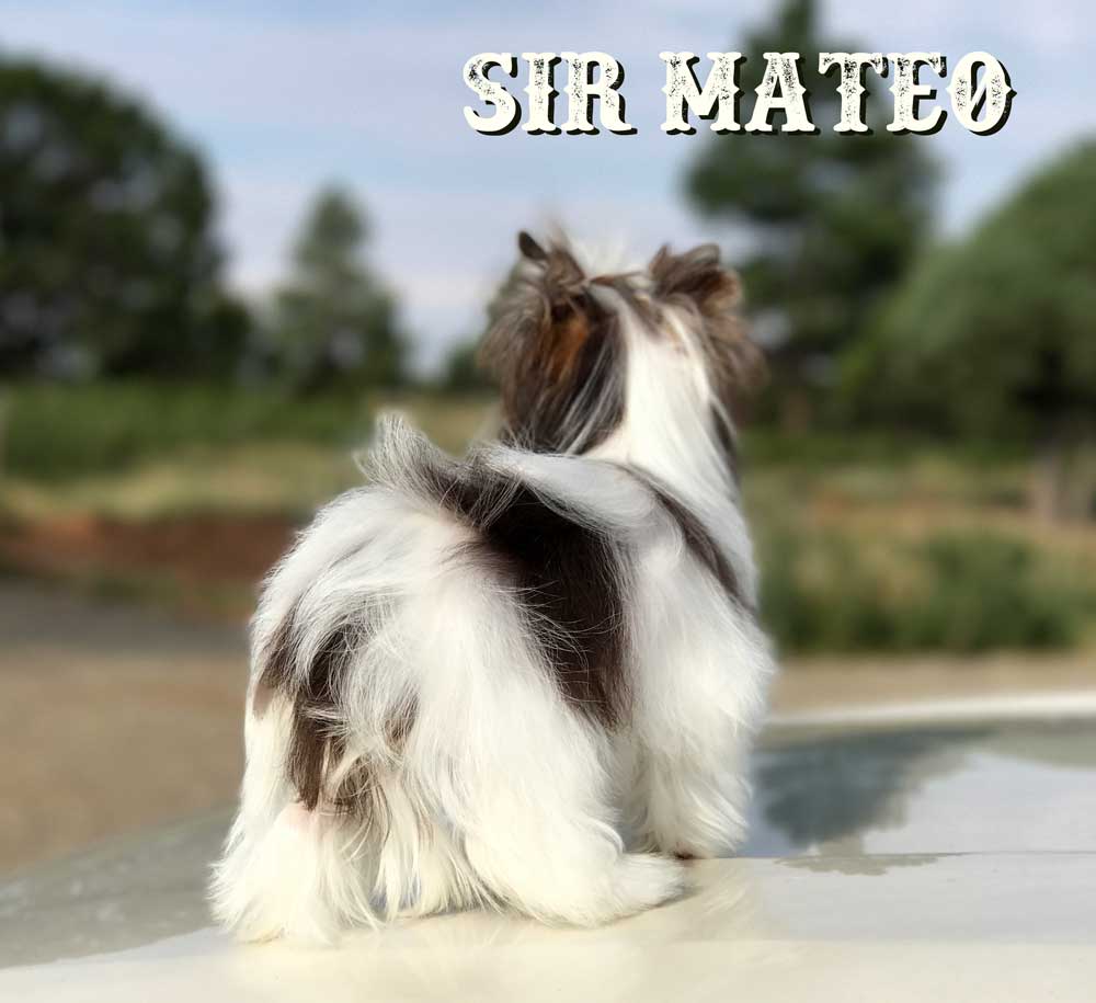 Sir Mateo Chocolate Biewer Puppy