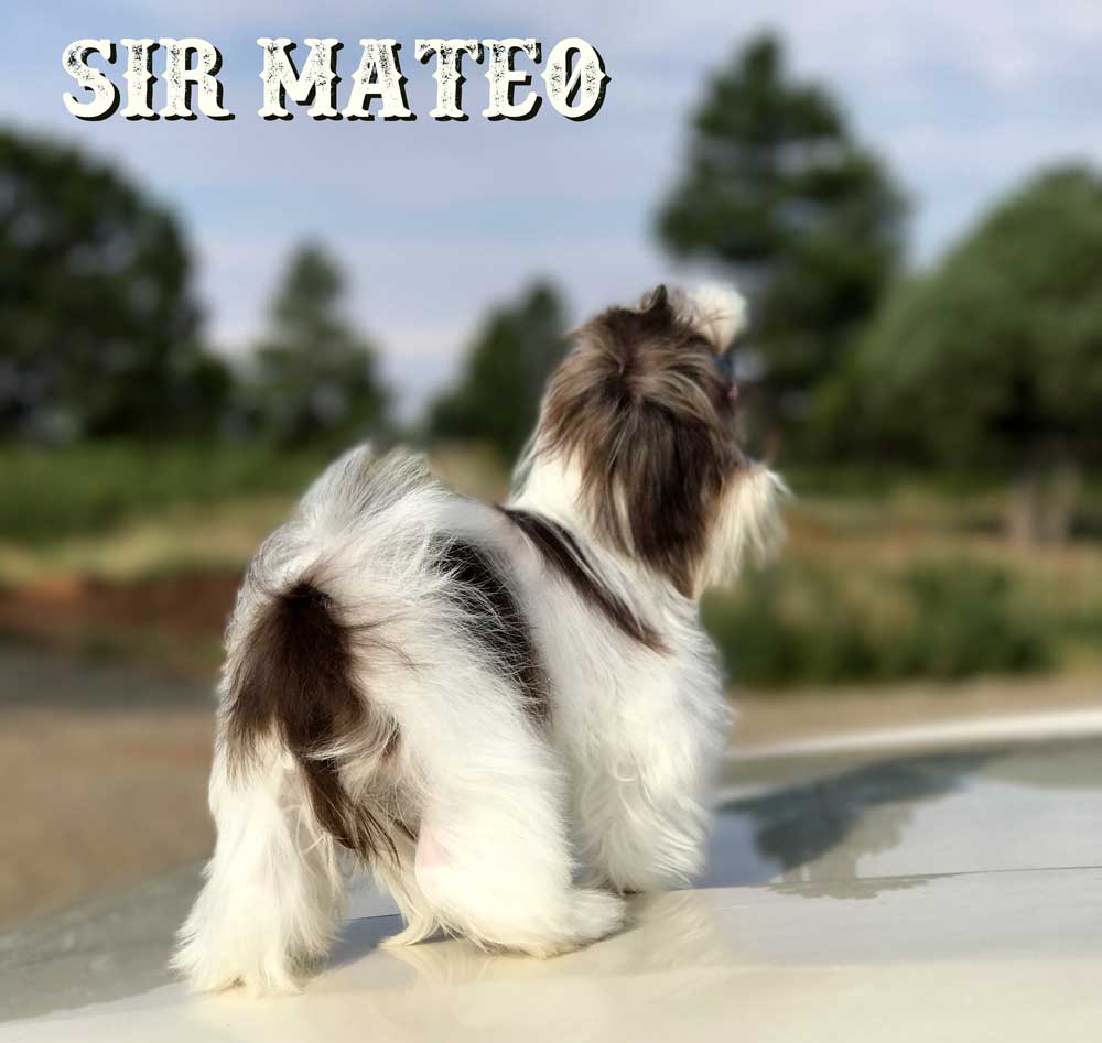 Sir Mateo Chocolate Biewer Puppy