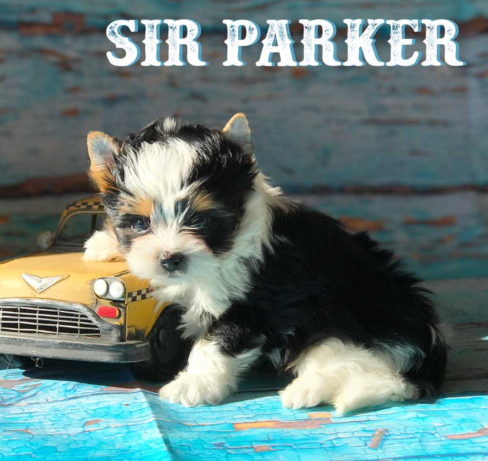 Biewer Terrier Puppy Sir Parker