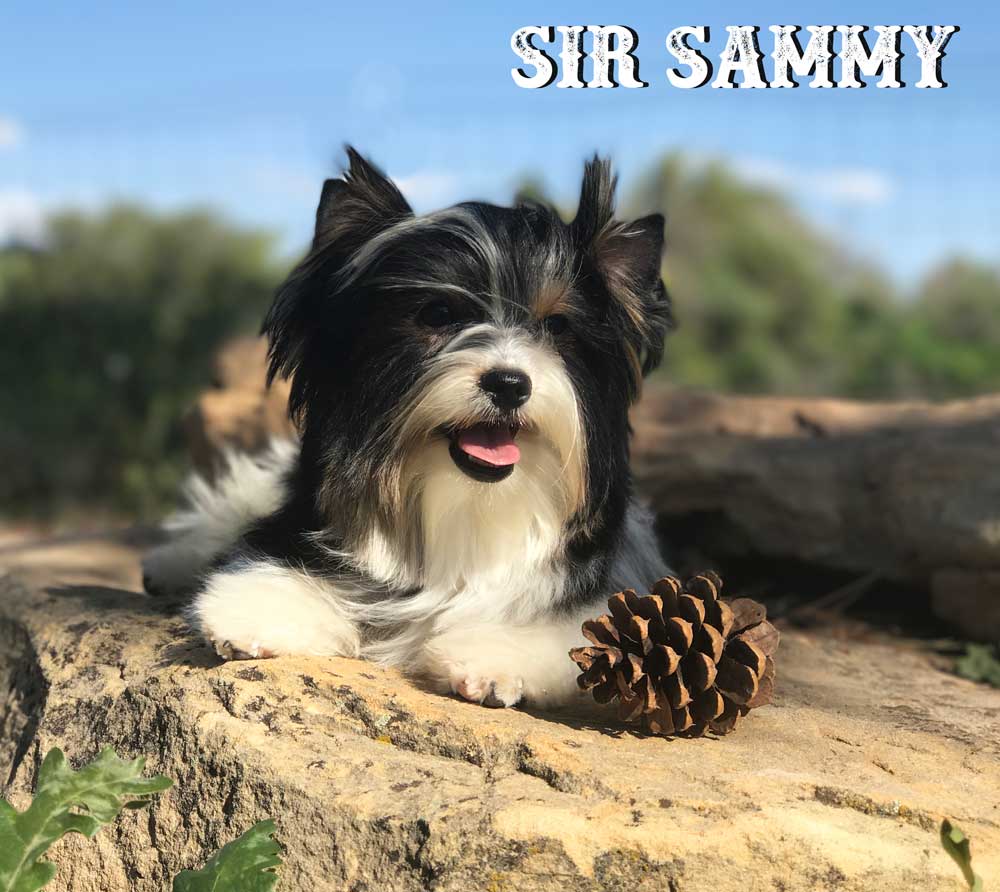 Biewer Puppy Sir Sammy