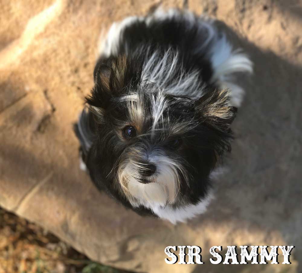 Biewer Puppy Sir Sammy