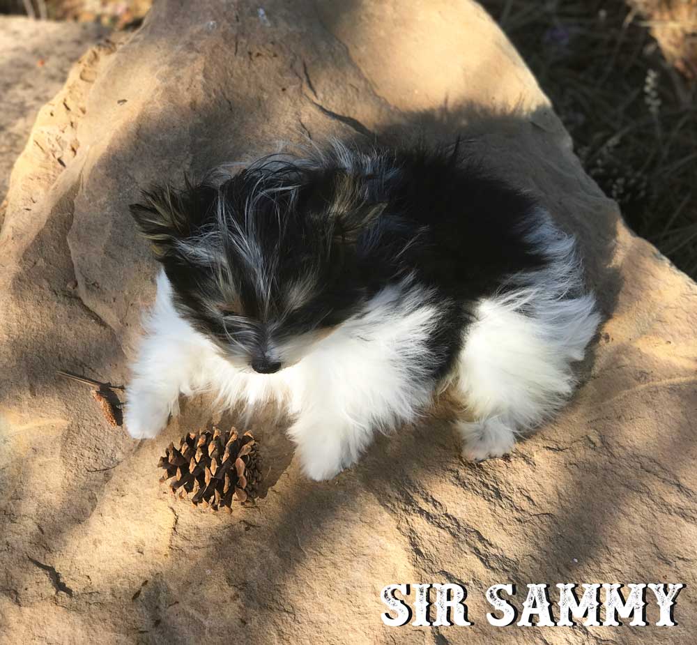 Biewer Puppy Sir Sammy