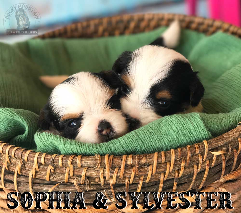 Biewer Puppy Sir Sylvester