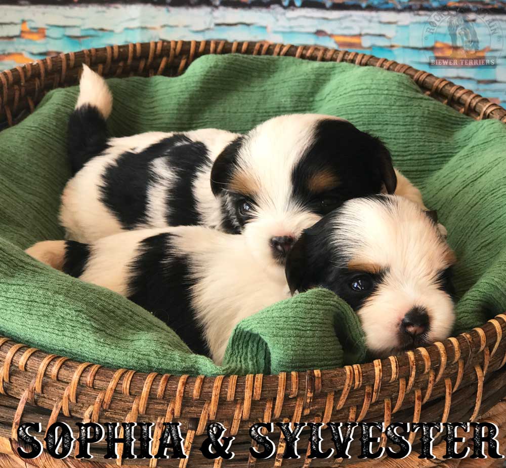 Biewer Puppy Sir Sylvester