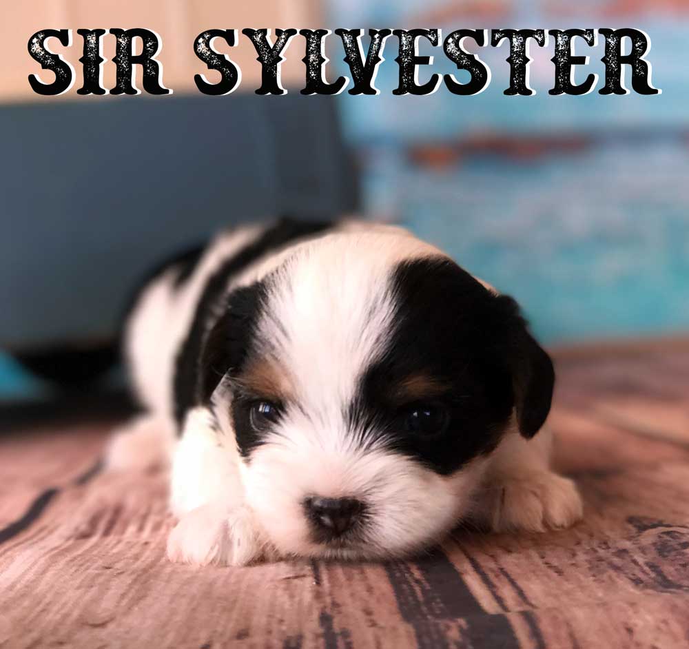 Rocky Mountain's Sir Slylvester
