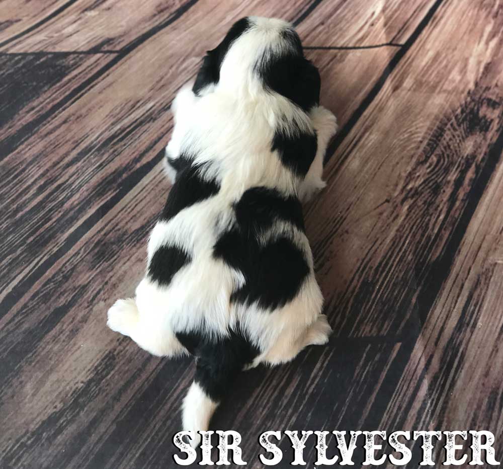 Rocky Mountain's Sir Slylvester