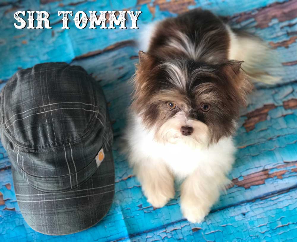 Available Chocolate Biewer Puppy Sir Tommy