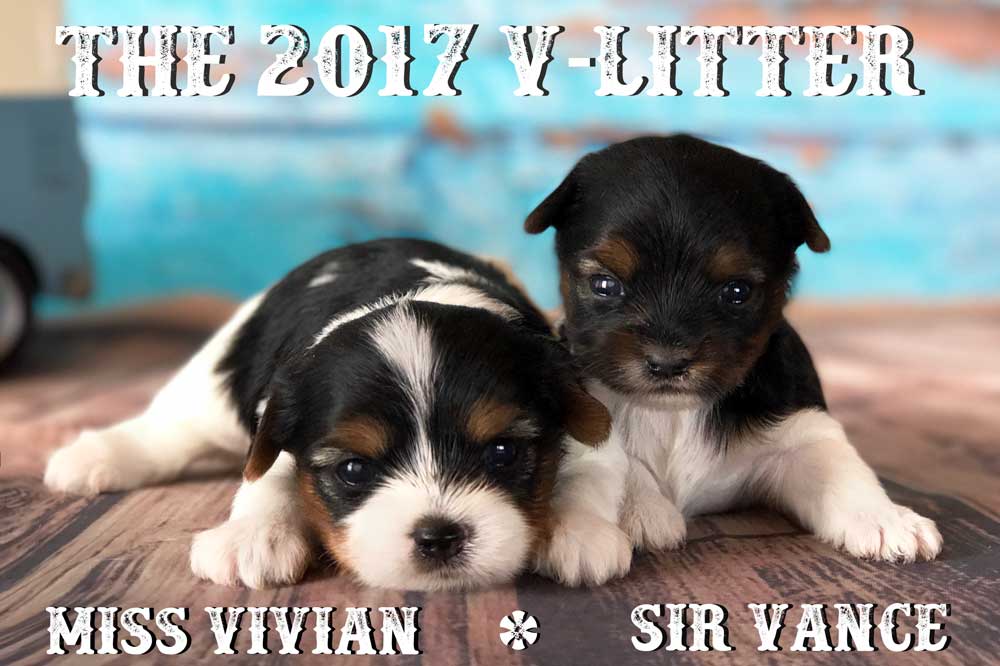 Rocky Mountain's Miss Vivian