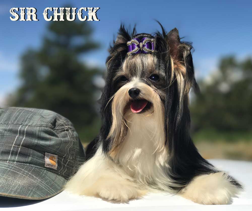 Mini Biewer Boy Sir Chuck