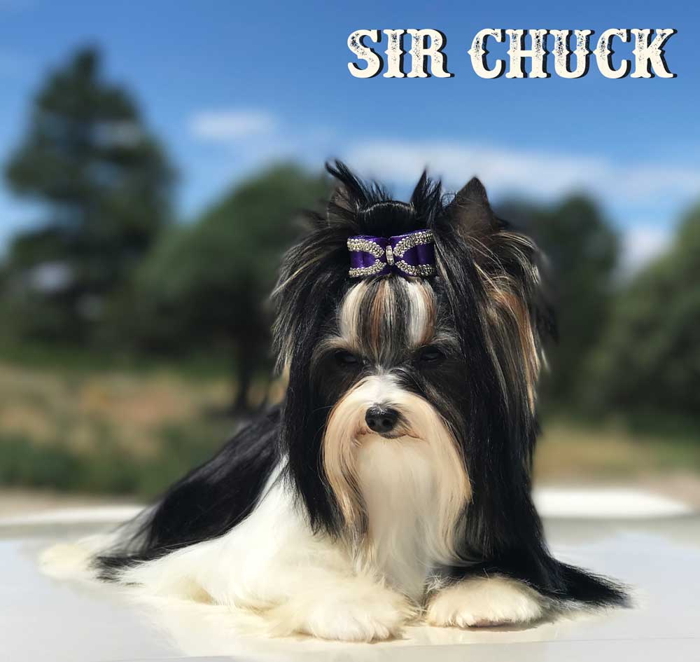 Mini Biewer Boy Sir Chuck