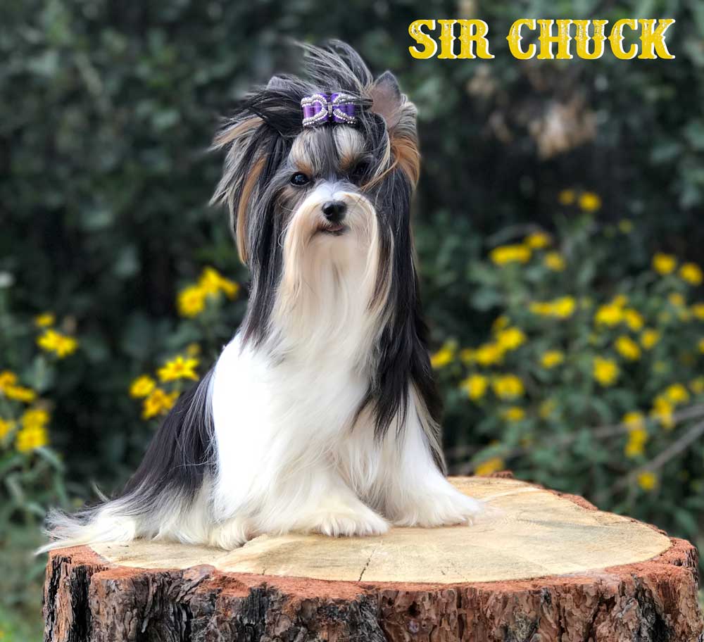 Rocky Mountain Biewer Terriers Sir Chuck