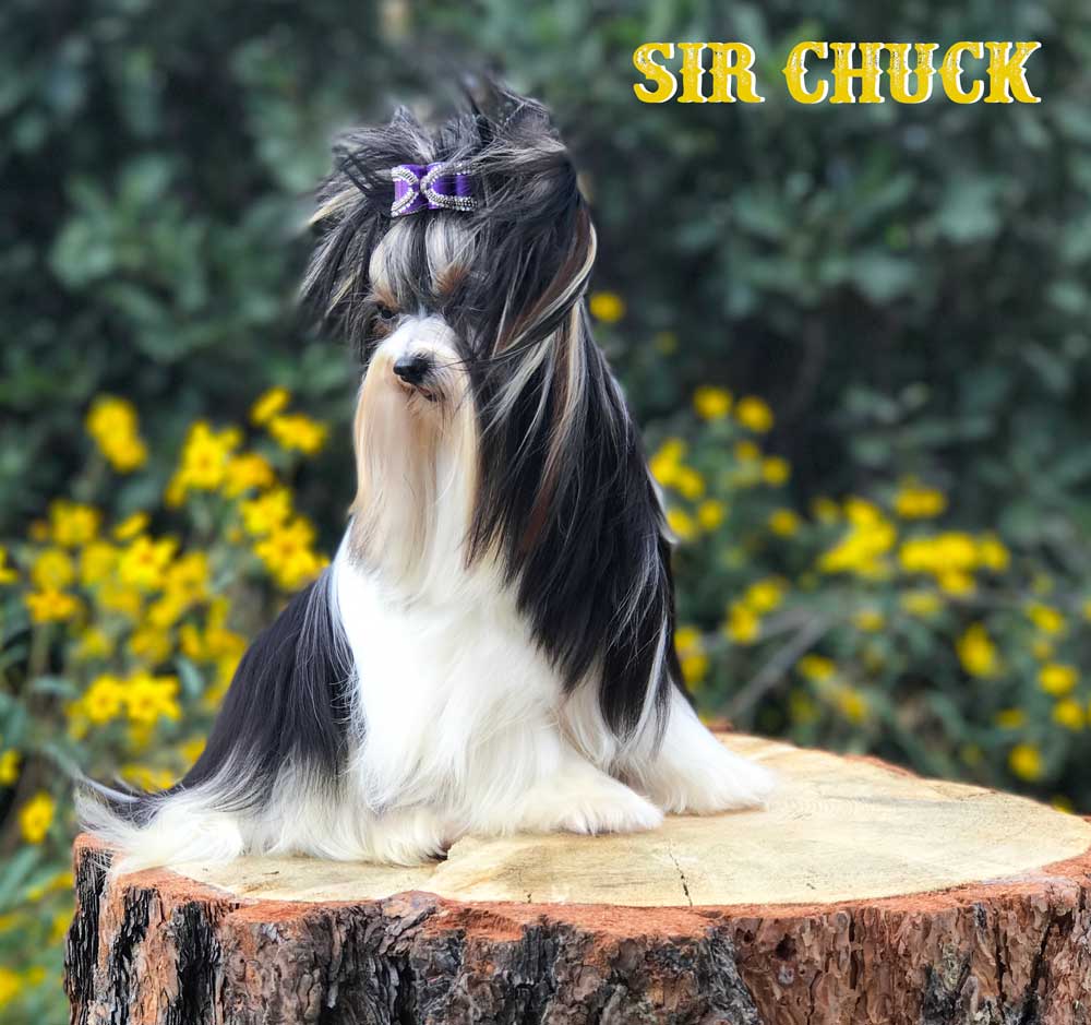 Rocky Mountain Biewer Terriers Sir Chuck