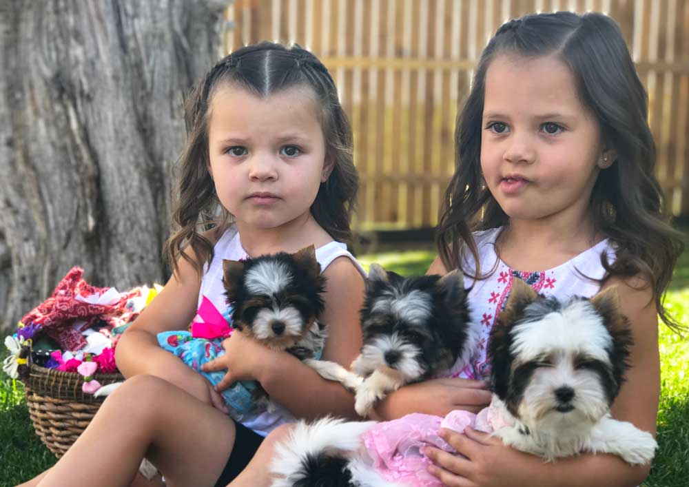 Visiting Rocky Mountain Biewer Terriers