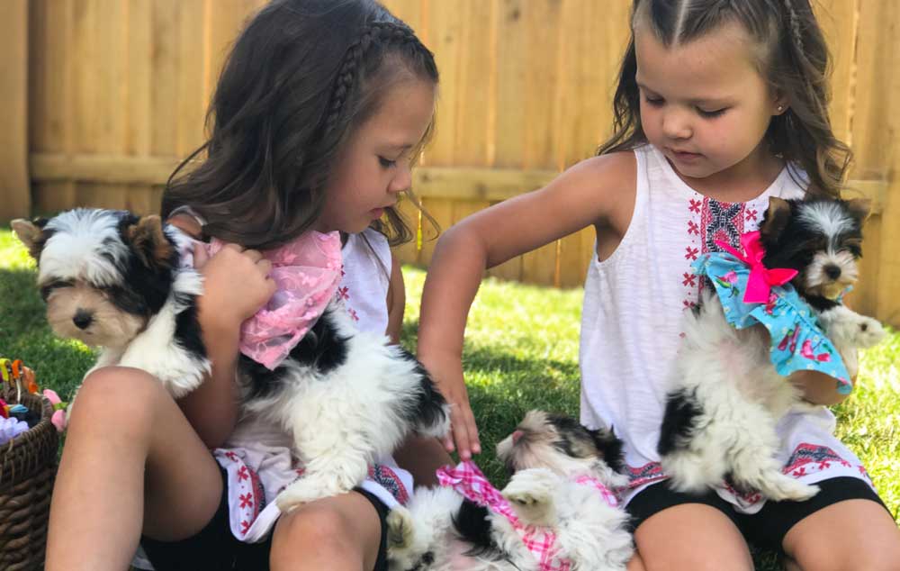 Visiting Rocky Mountain Biewer Terriers