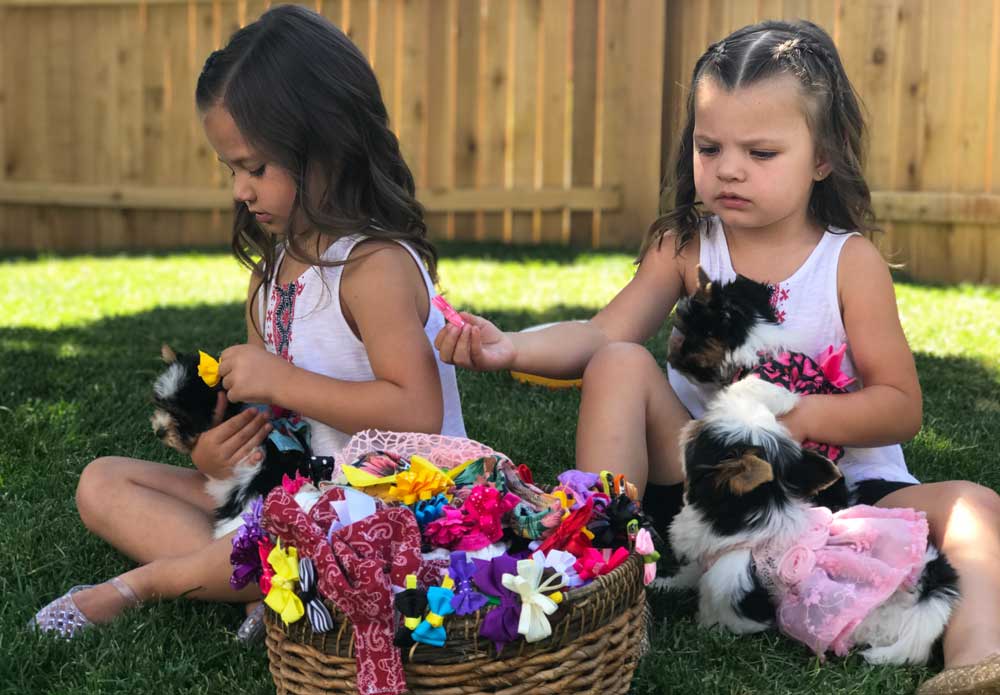 Visiting Rocky Mountain Biewer Terriers