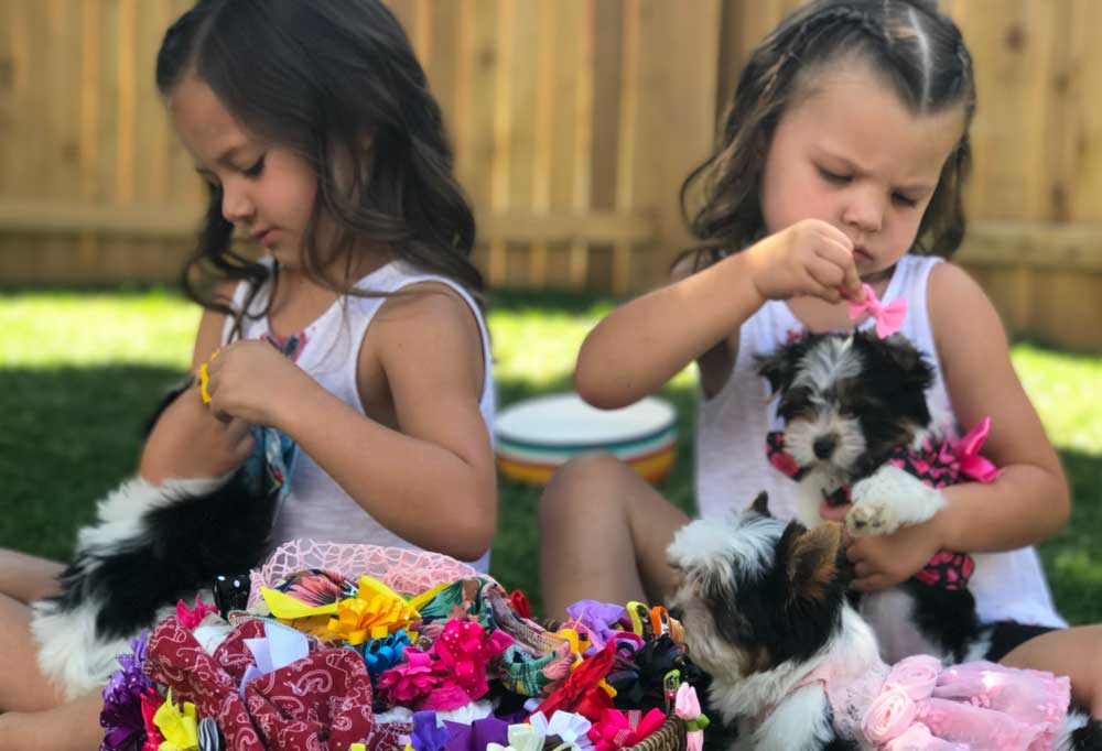 Visiting Rocky Mountain Biewer Terriers