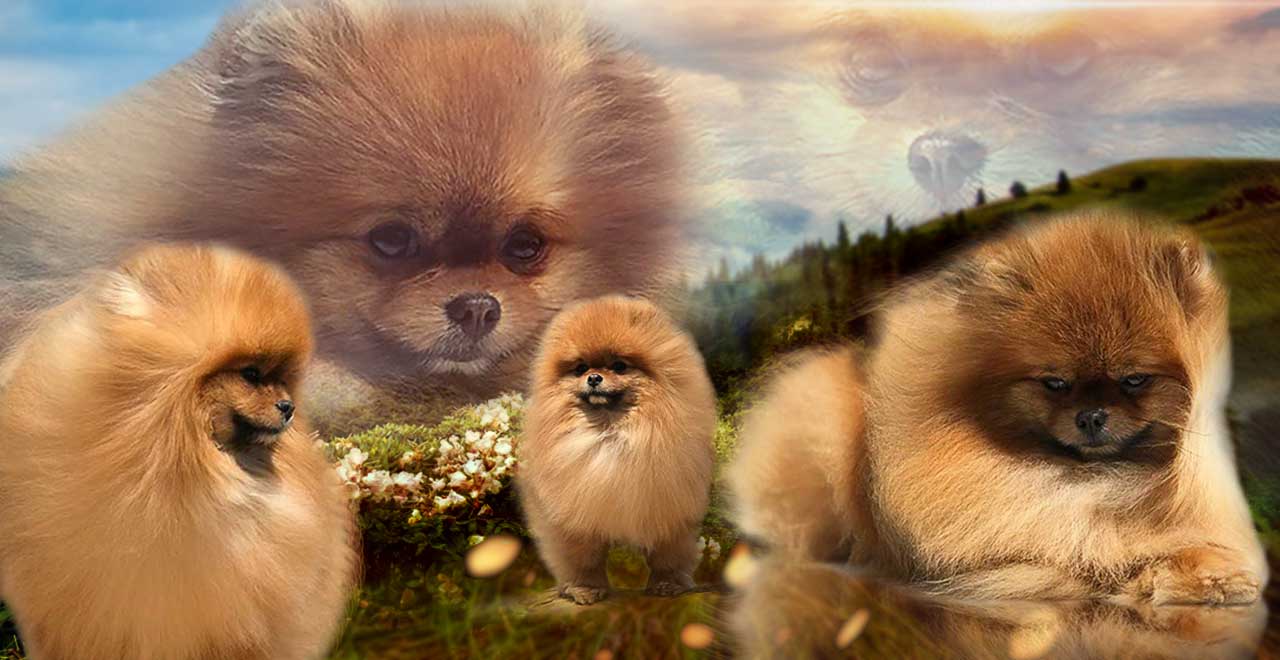 Rocky Mountain Pomeranians