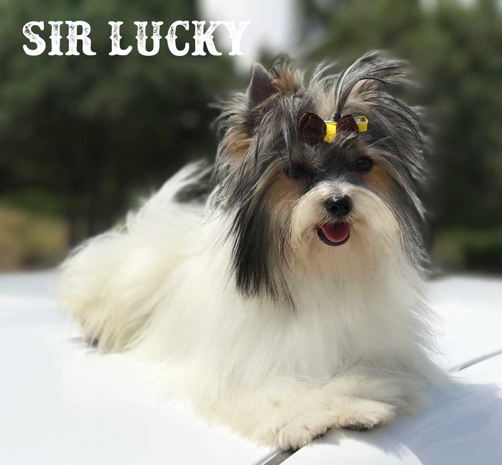Biewer Puppy Sir Lucky