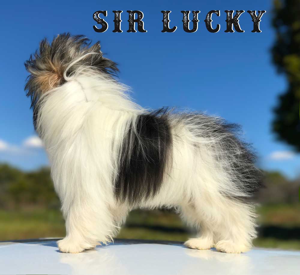 Biewer Puppy Sir Lucky