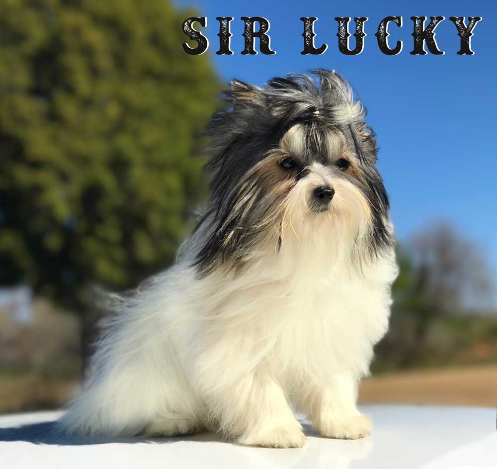 Biewer Puppy Sir Lucky