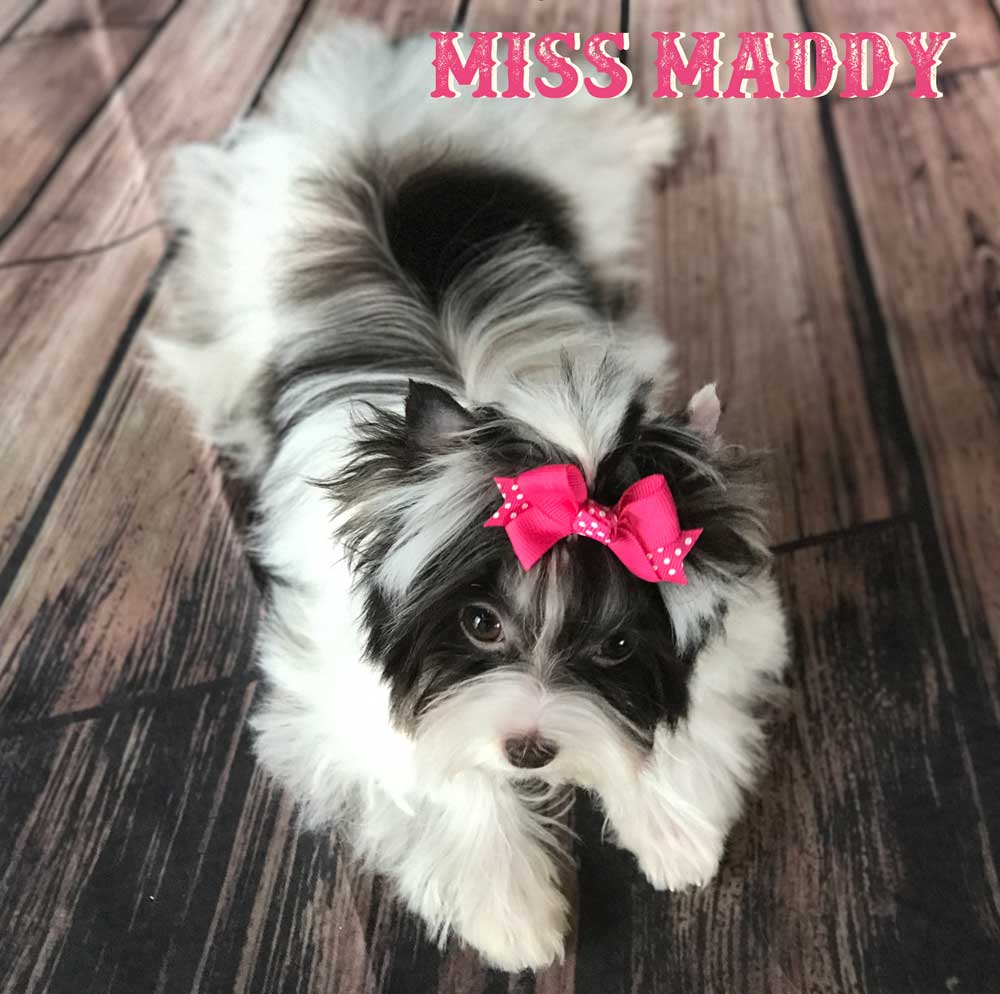 Miss Maddy Chocolate Biewer Girl