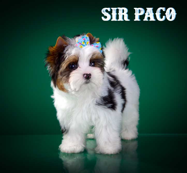 Sir Paco Biewer Terrier Boy