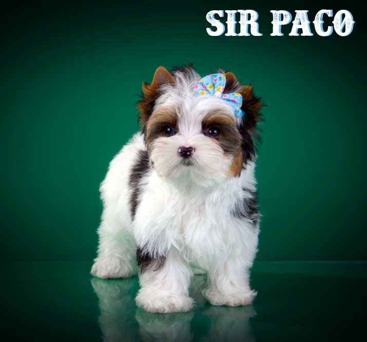 Sir Paco Biewer Terrier Boy